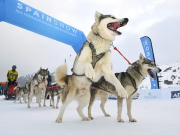 Campeonato de España de Mushing en nieve Campeonato de España de Mushing en nieve