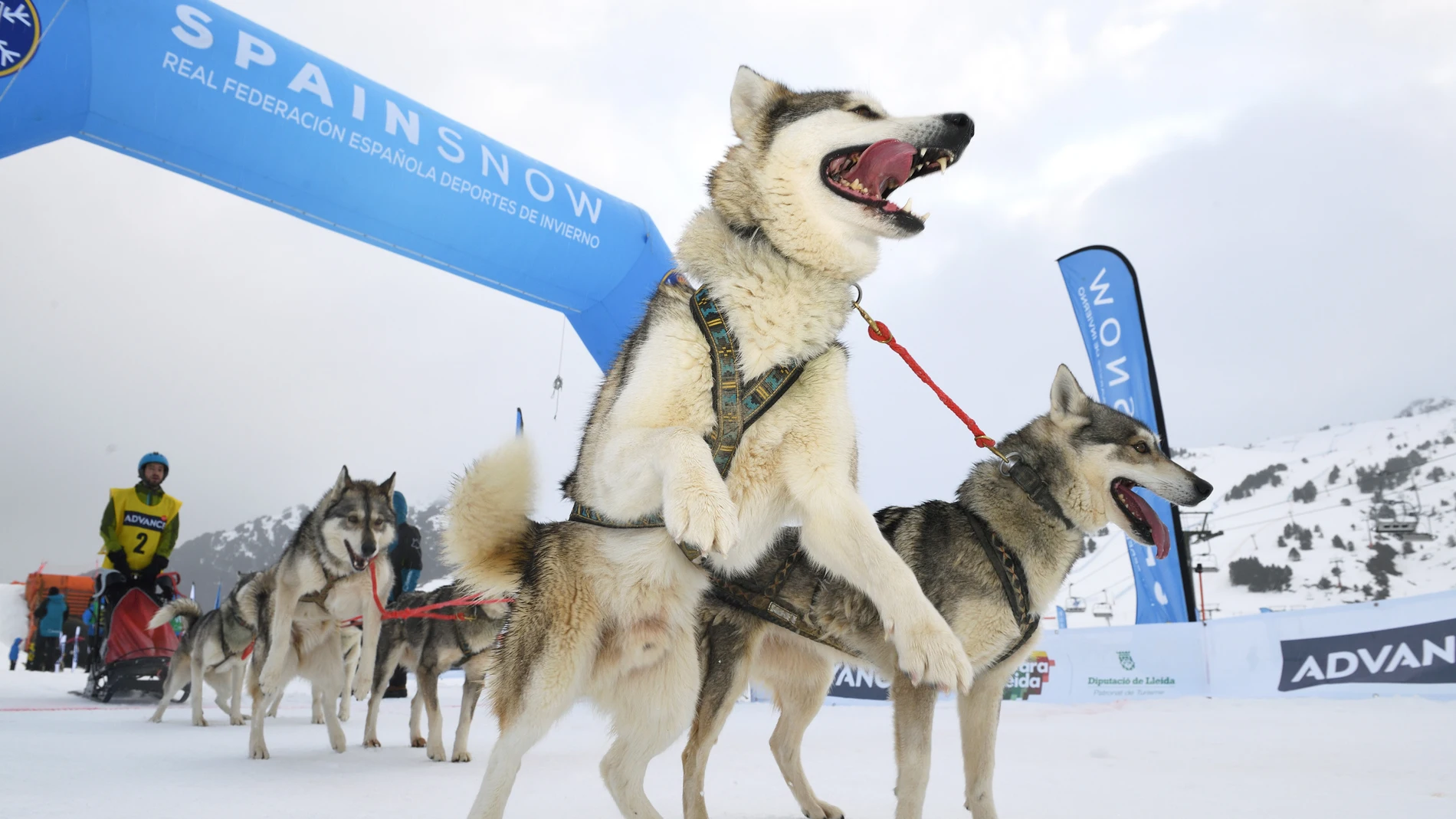 Campeonato de España de Mushing en nieve Campeonato de España de Mushing en nieve