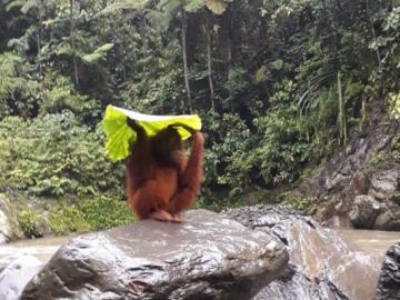 Orangután bajo la lluvia Orangután bajo la lluvia