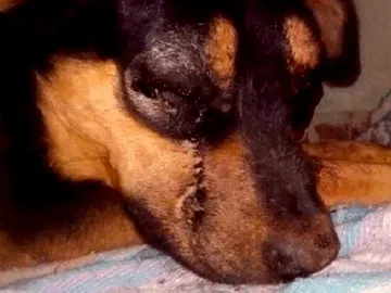 Imagen de un perro Imagen de un perro