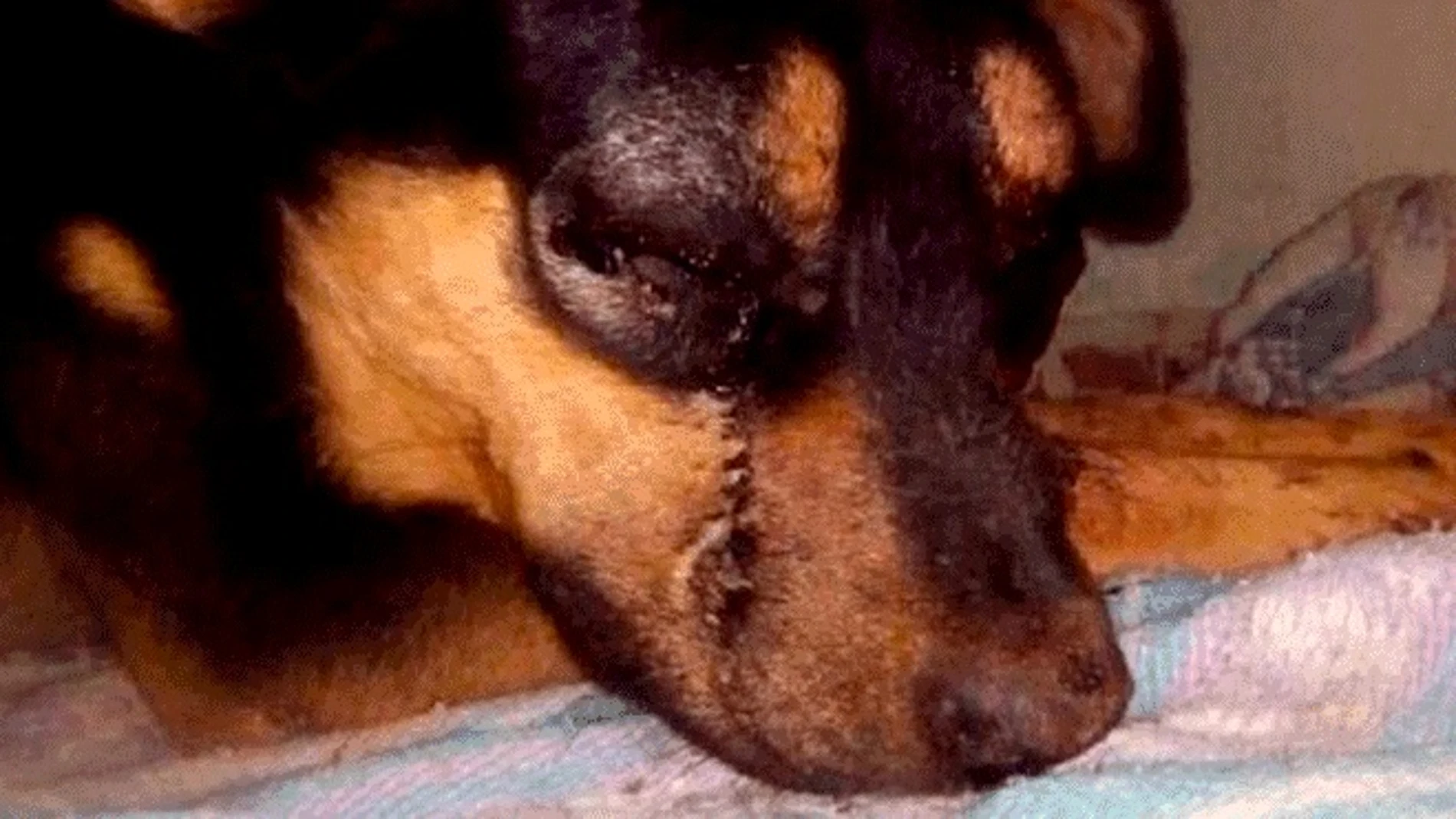 Imagen de un perro Imagen de un perro