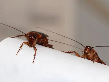 Cucarachas Cucarachas