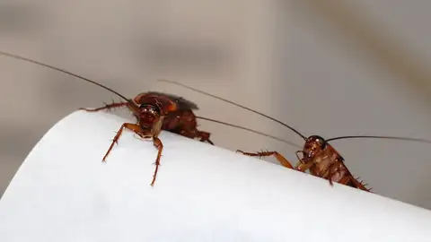 Cucarachas Cucarachas