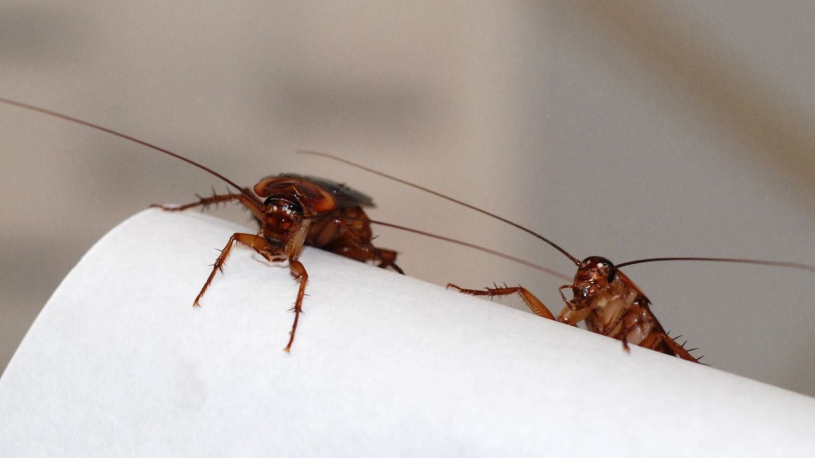 Un juez de Marbella denuncia roedores y cucarachas en las instalaciones del juzgado