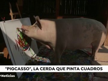 REEMPLAZO Así es 'Pigcasso', la cerdita que pinta cuadros por valor de 3.500 euros