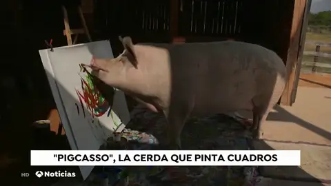 REEMPLAZO Así es 'Pigcasso', la cerdita que pinta cuadros por valor de 3.500 euros REEMPLAZO Así es 'Pigcasso', la cerdita que pinta cuadros por valor de 3.500 euros