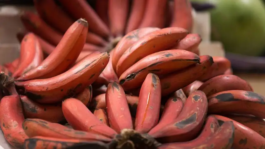 Platano rojo Platano rojo