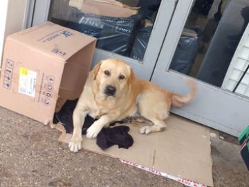 Toto en la puerta del hospital