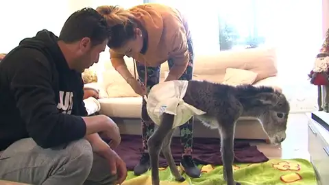 Platero: el burrito prematuro adoptado por una pareja Platero: el burrito prematuro adoptado por una pareja