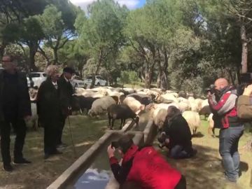 Carmena ovejas