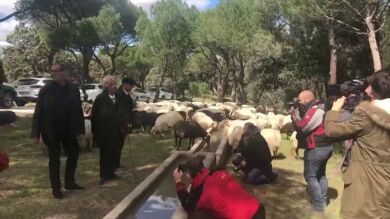 Las ovejas vuelven al centro de Madrid por iniciativa de Manuela Carmena
