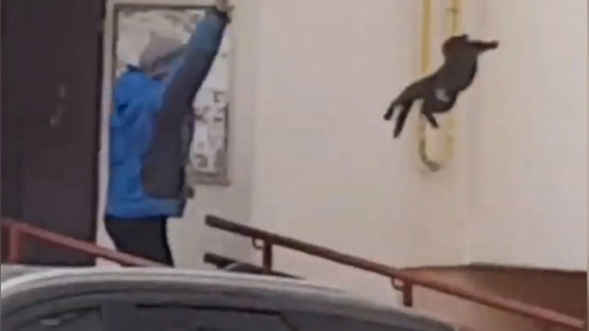 Imagen de la mujer lanzando el gato Imagen de la mujer lanzando el gato