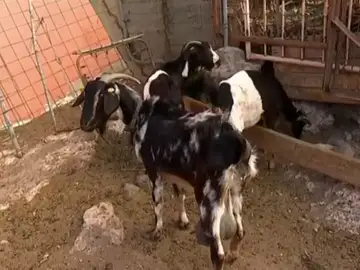 CABRAS CABRAS