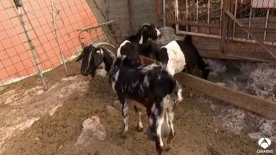 Matanza de cabras en una granja de AgüimeS