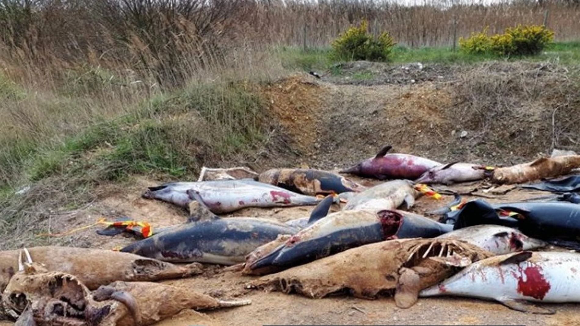 Algunos de los delfines que han aparecido muertos Algunos de los delfines que han aparecido muertos