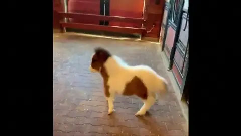 Las adorables imágenes de una minúscula cría de pony Las adorables imágenes de una minúscula cría de pony