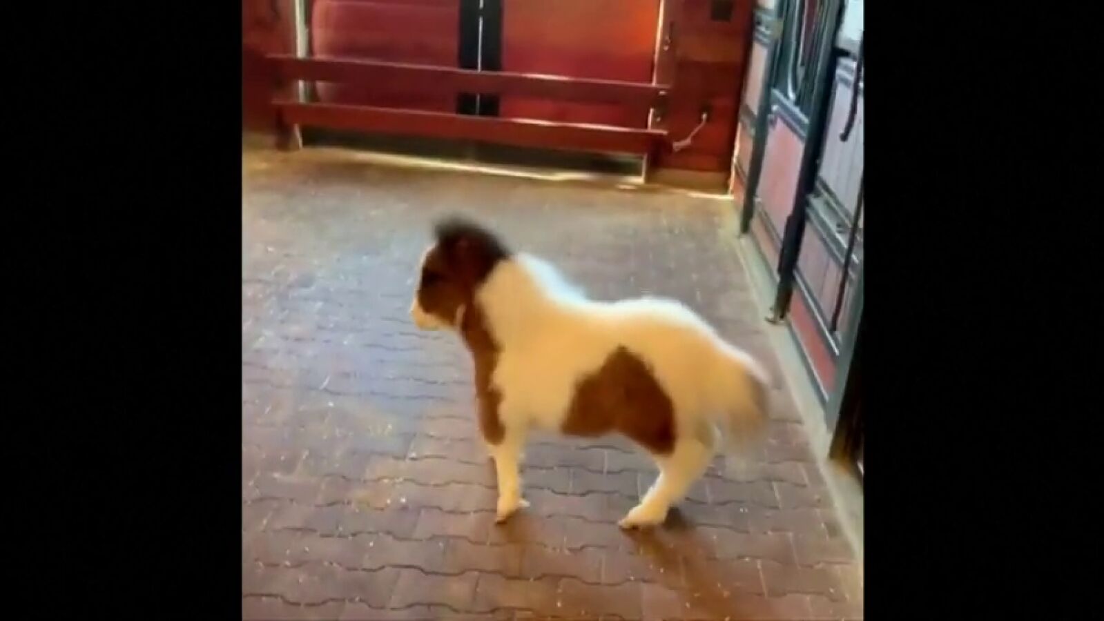 Las adorables imágenes de una minúscula cría de pony