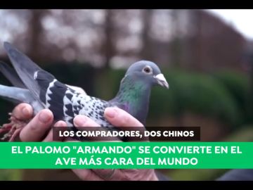 Armando, 'el Lewis Hamilton de los palomos': ¡pagan 1,4 millones por él! Armando, 'el Lewis Hamilton de los palomos': ¡pagan 1,4 millones por él!