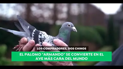 Armando, 'el Lewis Hamilton de los palomos': ¡pagan 1,4 millones por él! Armando, 'el Lewis Hamilton de los palomos': ¡pagan 1,4 millones por él!