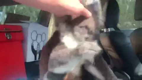 El divertido encuentro entre un perro y un koala en un coche El divertido encuentro entre un perro y un koala en un coche