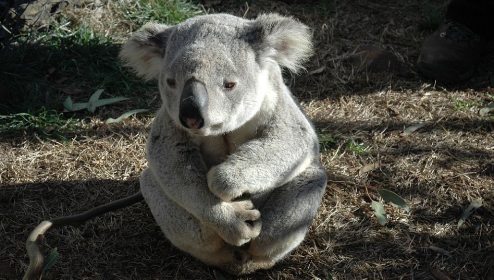 Koala (Archivo)