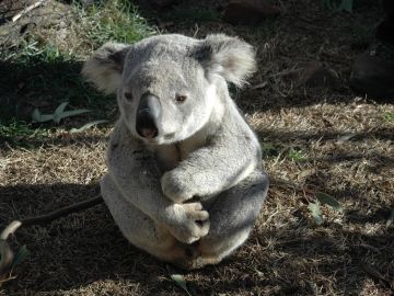 Koala (Archivo)