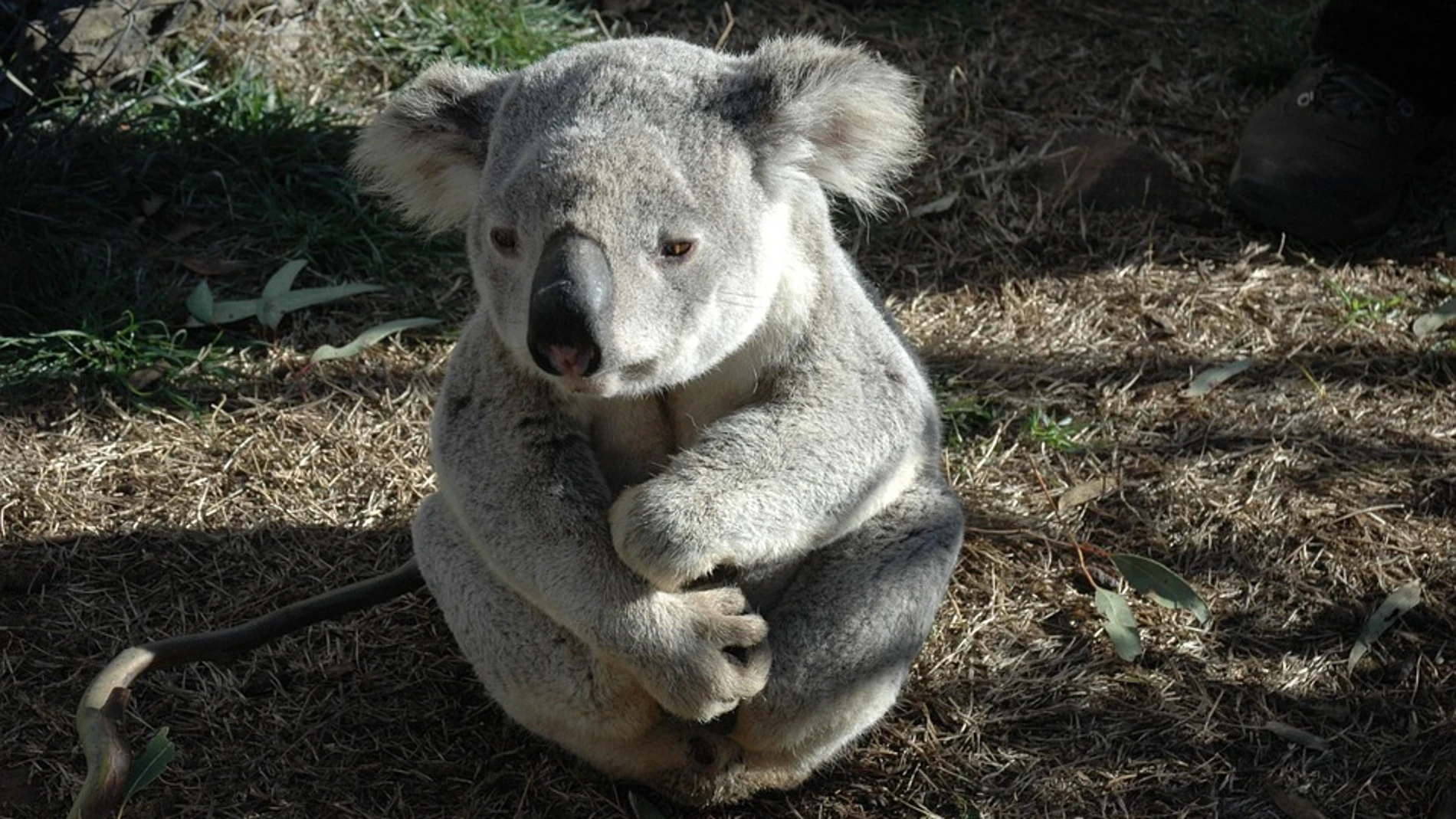 Koala (Archivo) Koala (Archivo)