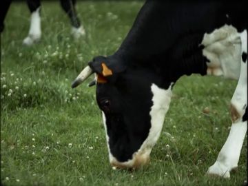 El 'mal de las vacas locas', la peor crisis sanitaria que ha sufrido la Unión Europea