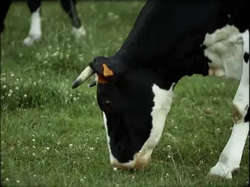 El 'mal de las vacas locas', la peor crisis sanitaria que ha sufrido la Unión Europea El 'mal de las vacas locas', la peor crisis sanitaria que ha sufrido la Unión Europea