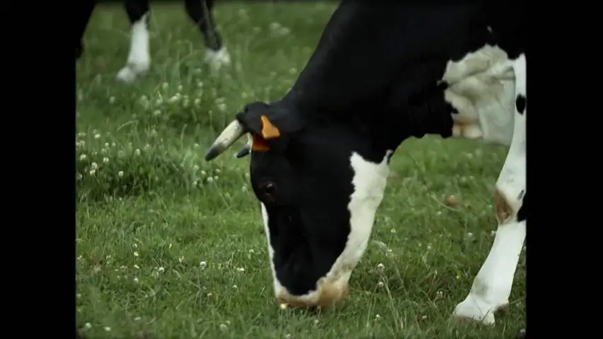 El 'mal de las vacas locas', la peor crisis sanitaria que ha sufrido la Uni&oacute;n Europea