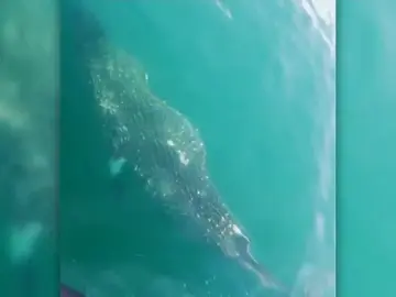 Rescate con final feliz Rescate con final feliz