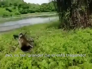 Dos pescadores pelean con un cocodrilo por un pez: "¡Corre tío, corre!" Dos pescadores pelean con un cocodrilo por un pez: "¡Corre tío, corre!"