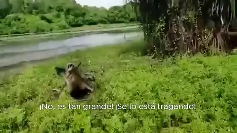 Dos pescadores pelean con un cocodrilo por un pez: "¡Corre tío, corre!" Dos pescadores pelean con un cocodrilo por un pez: "¡Corre tío, corre!"