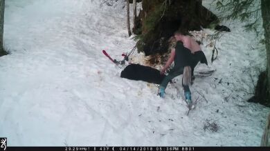 El impactante vídeo de dos cazadores matando a una osa y a sus crías invernando pillados con cámara oculta