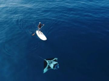 Surfero y manta raya Surfero y manta raya