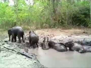 Así ha sido el rescate de seis elefantes bebés atrapados en un estanque