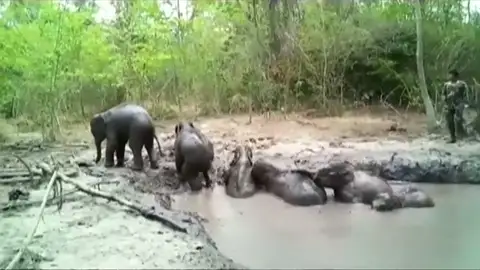 Así ha sido el rescate de seis elefantes bebés atrapados en un estanque Así ha sido el rescate de seis elefantes bebés atrapados en un estanque