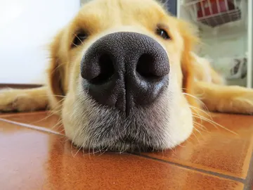 Golden Retriever Golden Retriever