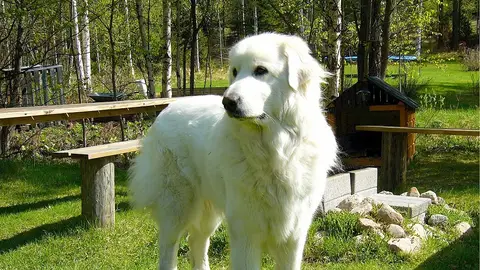 Perro raza Gran Pirineo Perro raza Gran Pirineo