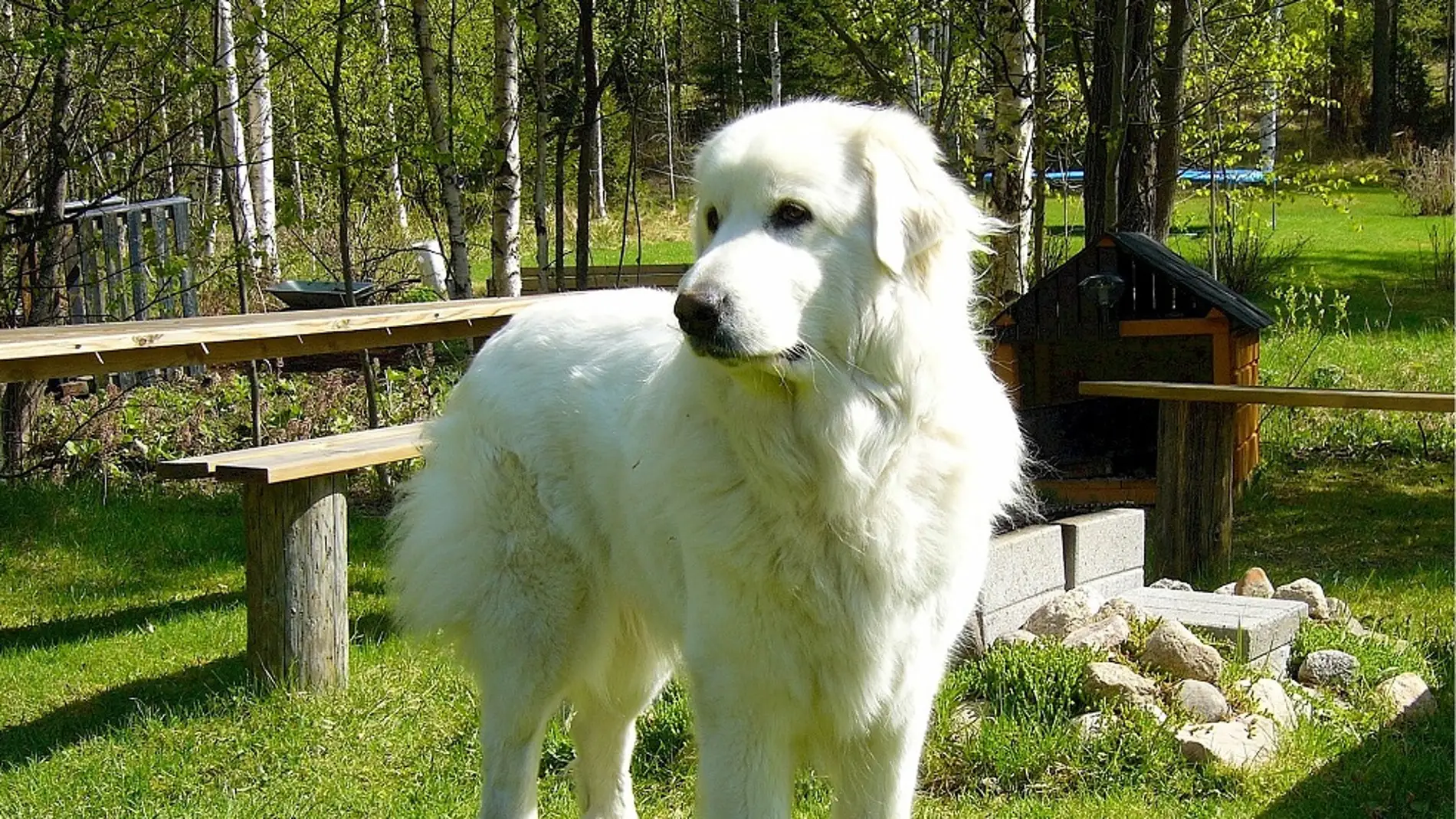 Perro raza Gran Pirineo