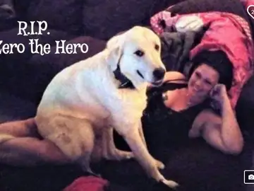 'Zero' el perro que murió en un tiroteo por salvar a sus dueños 'Zero' el perro que murió en un tiroteo por salvar a sus dueños
