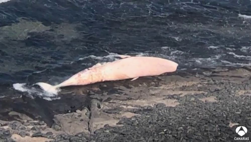 Hallan una ballena varada en Fuerteventura
