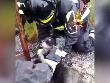 El impresionante rescate de un cachorro en un pozo en Palermo El impresionante rescate de un cachorro en un pozo en Palermo