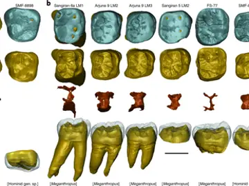 Fósiles atribuidos a un humano ancestral corresponden a un nuevo simio Fósiles atribuidos a un humano ancestral corresponden a un nuevo simio