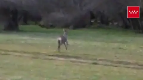 Agentes forestales rescatan a un corzo de una piscina Agentes forestales rescatan a un corzo de una piscina