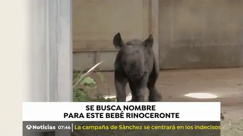RINOCERONTE RINOCERONTE