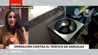 Intervienen más de 2.500 anguilas protegidas en locales de Usera y una nave industrial de Cobo Calleja (Madrid)