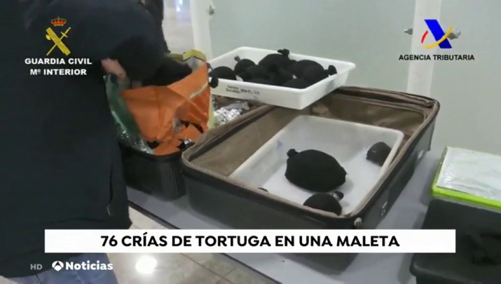 Un hombre esconde 76 crías de tortugas en su maleta