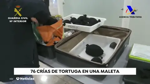 Un hombre esconde 76 crías de tortugas en su maleta Un hombre esconde 76 crías de tortugas en su maleta