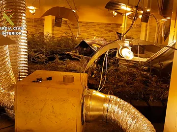 Una plantación de marihuana Una plantación de marihuana